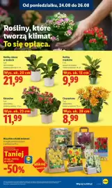 Lidl gazetka Strona 85: Rośliny zielone w terakocie €21,99, Kalanchoe €11,99