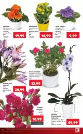 Catalog Kaufland săptămâna 35 Pagină 26: Kalanchoe €14,99, Saint Paulia €9,99