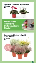 AVEVE folder Pagina 6: Zomerheide €3,29