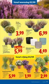 Lidl folder week 36 Pagina 17: Madera keramieken plantenbak €4,49, Struikheide €5,99