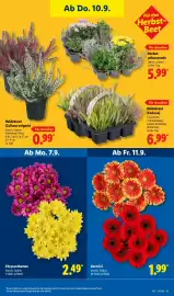 Lidl Prospekt woche 37 Seite 27