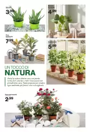 Volantino In'S Mercato Pagina 15: Monstera in potcover €4,99, Rose colori assortiti €2,99