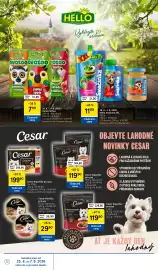 Tesco leták týden 35 Strana 12: Cesar kapsičky pro psy €199,90, Hello Svačinka XXL €11,90