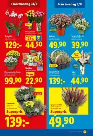 Lidl reklamblad vecka 36 Sida 20: Blommande växter i kruka €99,90, Blomlökar €22,90