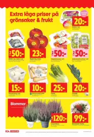ICA Kvantum reklamblad vecka 36 Sida 6: Palsternackor €10,00, Ljung Calluna €120,00