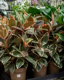 Plantorama tilbudsavis uge 35 Side 1
