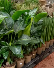 Plantorama tilbudsavis uge 35 Side 2