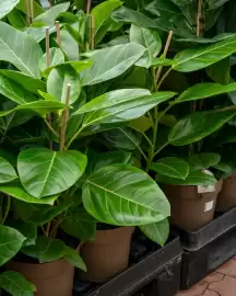 Plantorama tilbudsavis uge 35 Side 3