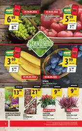 Arhelan gazetka Strona 2: Kora Sosnowa €21,99, PAPRYCZKA DONICZKA 11CM* €9,99