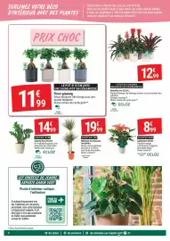 Catalogue Gamm vert page 2: Ficus ginseng €11,99, ECLOZ Zamioculcas €14,99