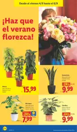 Catálogo Lidl semana 36 Página 36: Calathea €9,99, Monstera €7,99