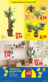 Catálogo Lidl semana 36 Página 37: Planta verde €6,99, Planta verde colgante €4,99