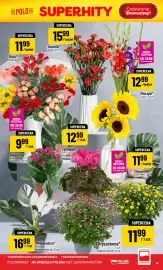 Polomarket gazetka tydzień 35 Strona 13: Róże €11,99, Mieczyki €12,99