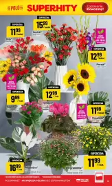 Polomarket gazetka tydzień 35 Strona 13: Róże €11,99, Mieczyki €12,99