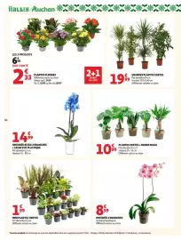 Catalogue Auchan Supermarché page 14: MINI PLANTES VERTES €1,99, ORCHIDÉE BLEUE 2 BRANCHES €14,99