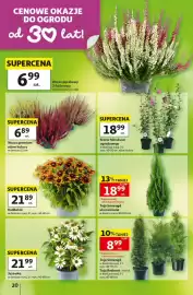 Auchan gazetka tydzień 35 Strona 20: Rudbekia €21,89, Wrzos premium €6,89