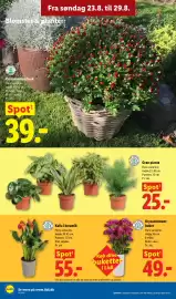 Lidl tilbudsavis Side 12: Grøn plante €25,00, Kalla i keramik €55,00