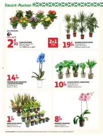 Catalogue Auchan Supermarché page 6: MINI PLANTES VERTES €1,99, ORCHIDÉE BLEUE 2 BRANCHES €14,99