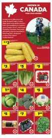 Dominion flyer week 35 Page 13: Farmer's Market grape tomatoes €5,00, Romaine Hearts €5,00