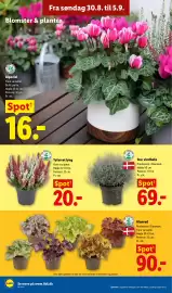 Lidl tilbudsavis uge 36 Side 32: Alunrod €90,00, Tofarvet lyng €20,00