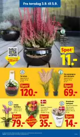Lidl tilbudsavis uge 36 Side 33: Stor pampasgræs eller zebmgræs €69,00, Terrarium €120,00