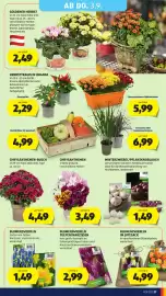 Hofer Flugblatt woche 35 Seite 39: Blumenzwiebeln €1,49, Winterzwiebel/Pflanzknoblauch €1,49