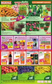 Catalogue Norma semaine 36 page 4: Rosiers €5,99, PFIFF Chips €1,39