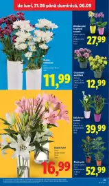 Catalog Lidl săptămâna 36 Pagină 49: Calla în vas ceramic €39,99, Buchet crizanteme €11,99