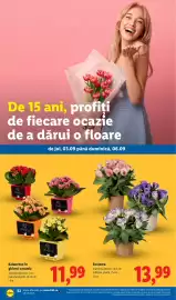 Catalog Lidl săptămâna 36 Pagină 50: Eustoma €13,99, Kalanchoe în ghiveci ceramic €11,99