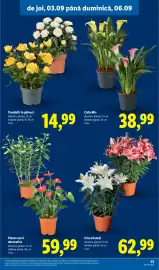 Catalog Lidl săptămâna 36 Pagină 51: Plante verzi decorative €59,99, Crin oriental €62,99