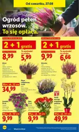 Lidl gazetka Strona 86: Goździki €9,99, Róże €9,99