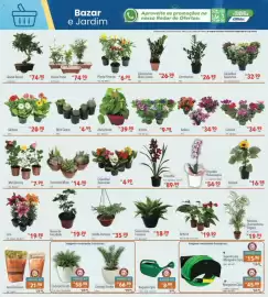 Catálogo Supermercados Condor Página 26: Girassol €16,98, Jibóia Verde €39,90