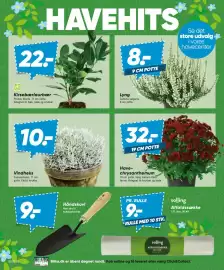 Bilka tilbudsavis uge 35 Side 10: Have-chrysanthemum €32,00, Kirsebærlaurbær €22,00
