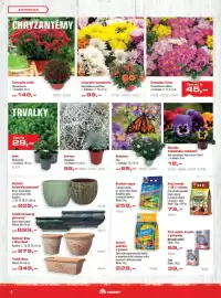 Uni Hobby leták Strana 2: Hvězdnice Aster €65,00, Listopadka mnohokvětá €99,00