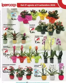 Volantino Ipercoop Pagina 32: Composizione Anthurium €13,90, Composizione bromelia in vaso di ceramica colorata €8,90