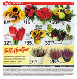 Loblaws flyer week 35 Page 8: Tropical tin planter €39,99, Pick ontario sunflower bunch €8,99