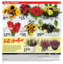 Loblaws flyer week 35 Page 8: Tropical tin planter €39,99, Pick ontario sunflower bunch €8,99