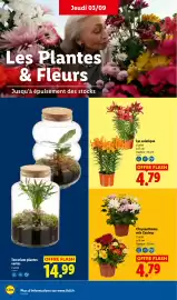 Catalogue Lidl semaine 36 page 34: Chrysanthème mix Couleur €4,79, Lys asiatique €4,79