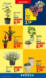 Catalogue Lidl semaine 36 page 35: Vriesea et Guzmania €6,99, Plante verte en pot design €6,99