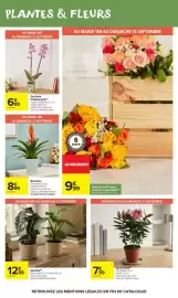 Catalogue Carrefour Market page 52: Alocasia €12,99, Bromélia €8,99