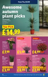 Lidl leaflet week 36 Page 20: Orchid €8,99, Plant in Mini Bucket €2,99