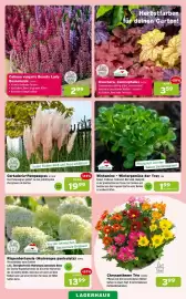Salzburger Lagerhaus Flugblatt Seite 3: Wintamine - Wintergemüse €1,99, Rispenhortensie (Hydrangea paniculata) €13,99