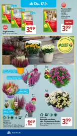 Aldi Süd Prospekt woche 38 Seite 12