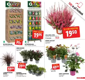 Jem & fix tilbudsavis uge 36 Side 19: Lampepudsergræs €59,50, DANSKE KRYDDERURTER €39,50