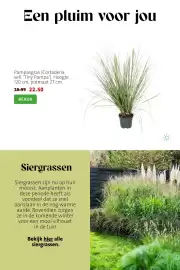 Intratuin folder week 36 Pagina 5: Pampasgras €22,50