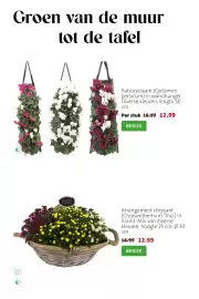 Intratuin folder week 36 Pagina 6: Arrangement chrysant €12,99, Patiocyclaam in wandhanger €12,99