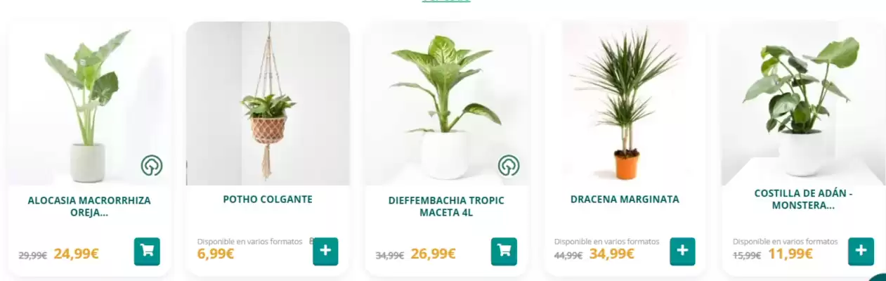 Verdecora (válido hasta el 3-09)