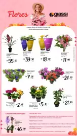 Encarte Giassi Supermercados semana 35 Página 1: Orquídea Phalaenopsis €46,90, Azaleia Pote 14 €24,90