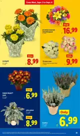 Lidl weekly ad week 36 Page 25: 12 stem roses €9,99, Point Pelee™ mum €6,99