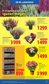 Lidl akciós újság hét 36 Oldal 21: Háromszínű csarab €1.299,00, Csarab mix cserépben €3.999,00